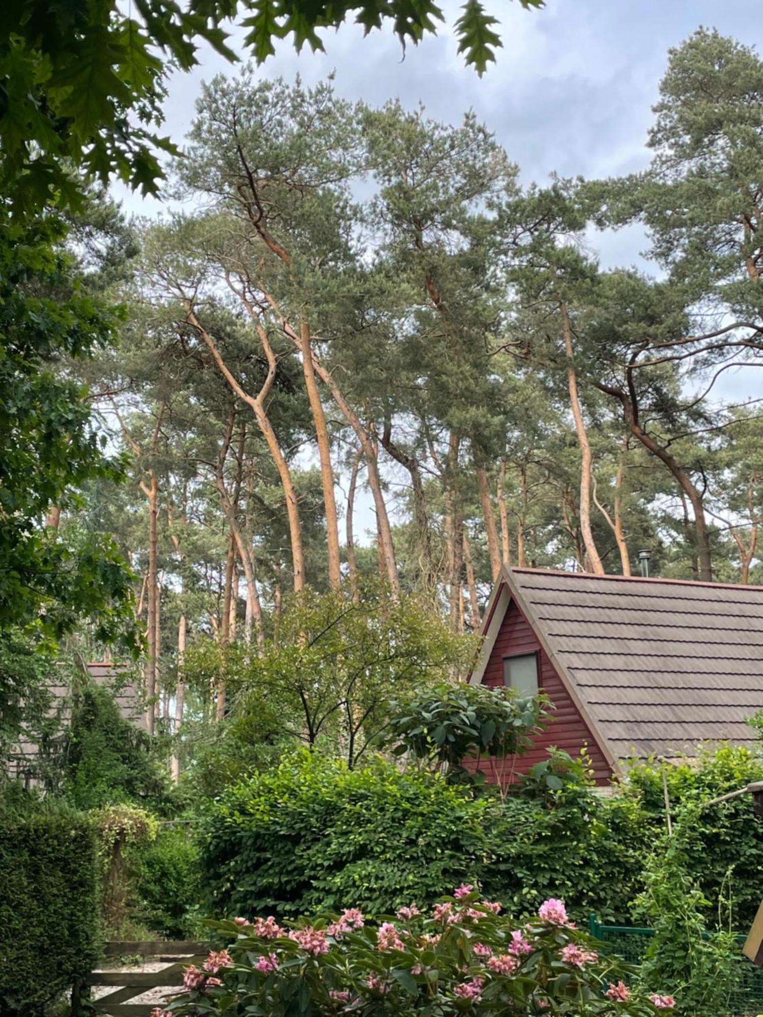 Boshuisje Pinus Sonnevijver Residences Ланакен Экстерьер фото